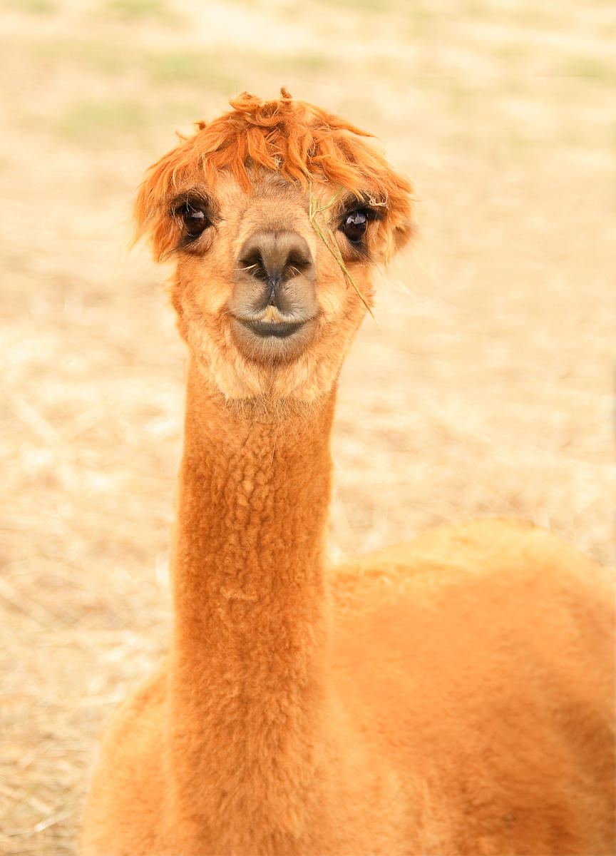 Funny Face Alpaca