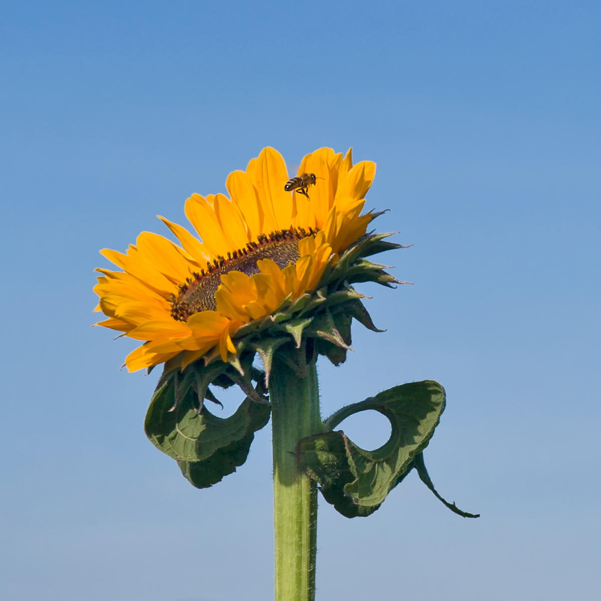 Sunflower and Bee