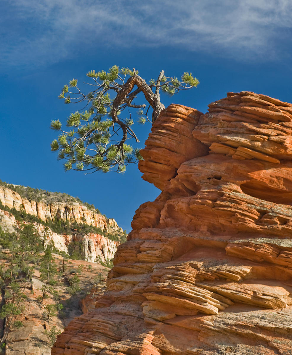 Zion Tree