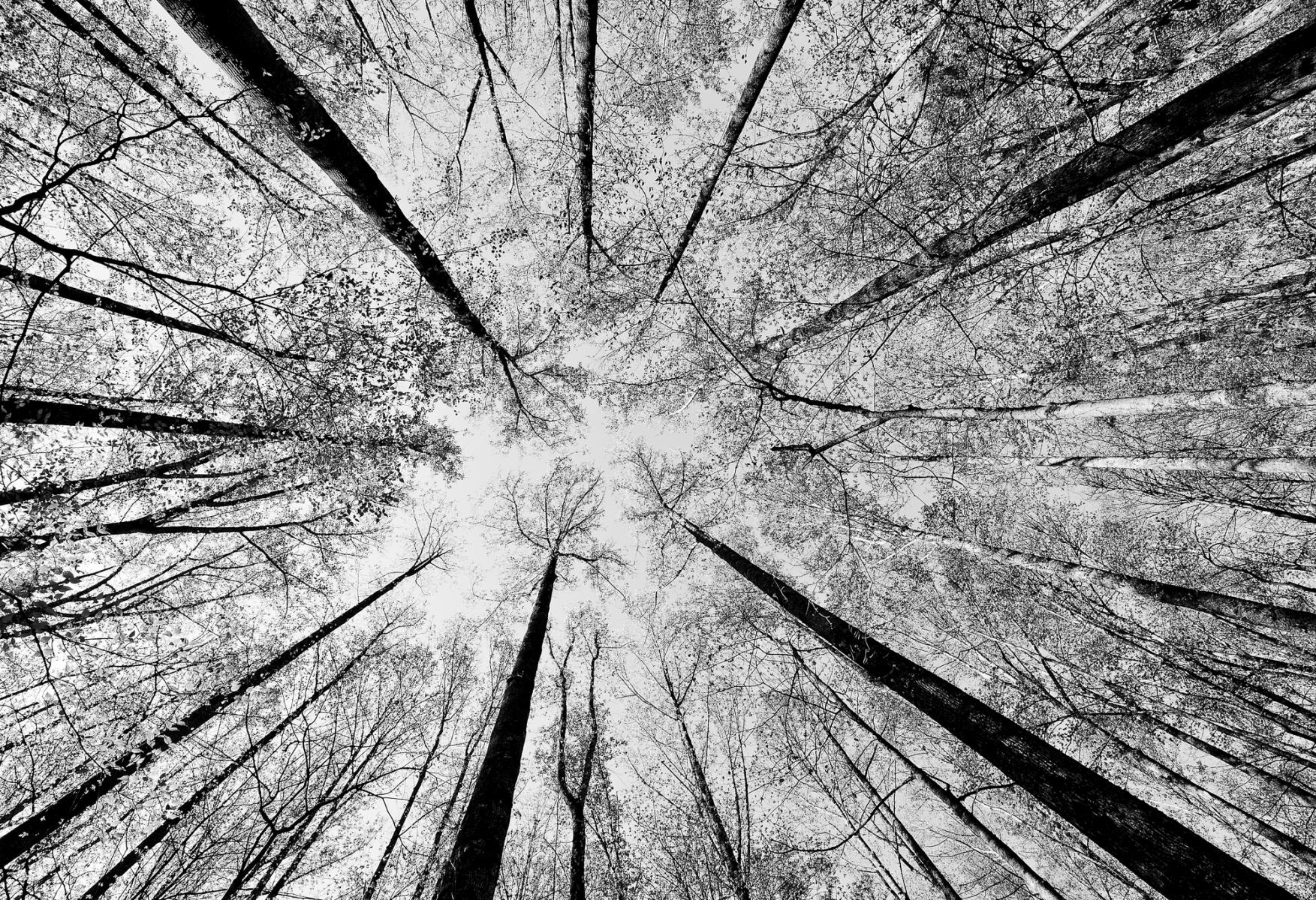 Smoky Trees