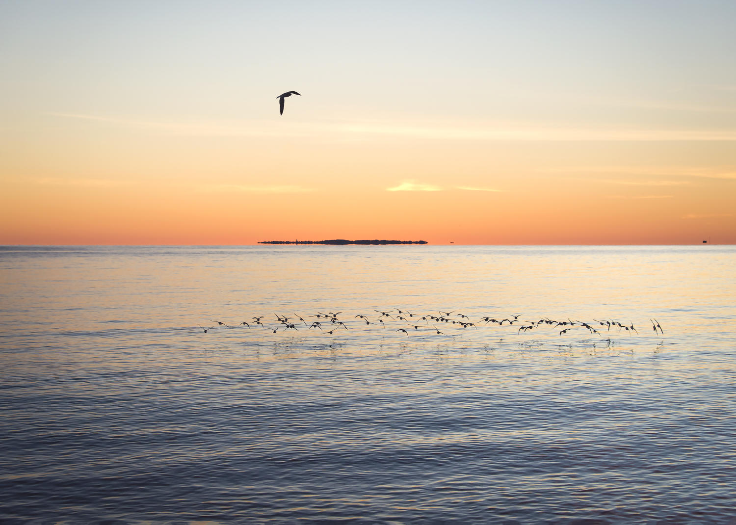 Nantucket Sound Flock