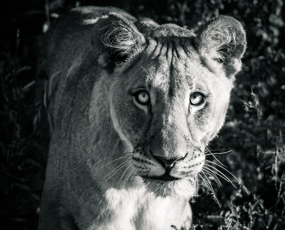 Lioness
