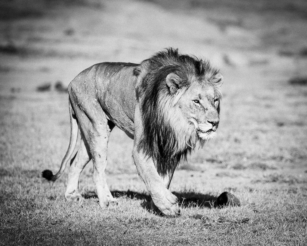 Old Man Lion