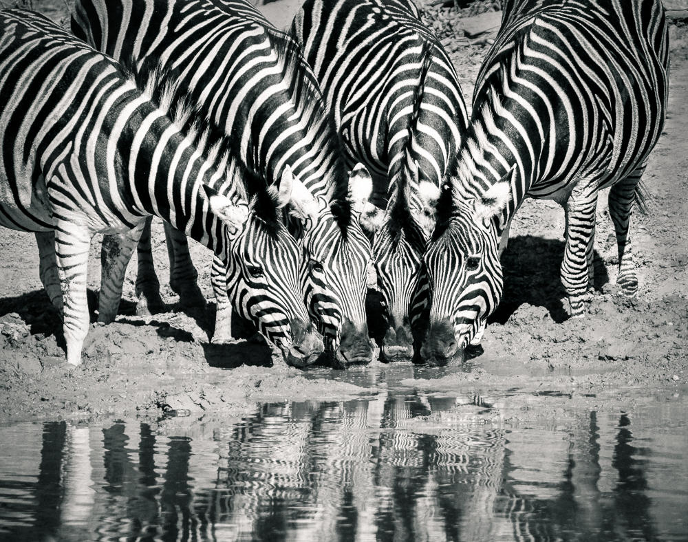 Zebra Delight
