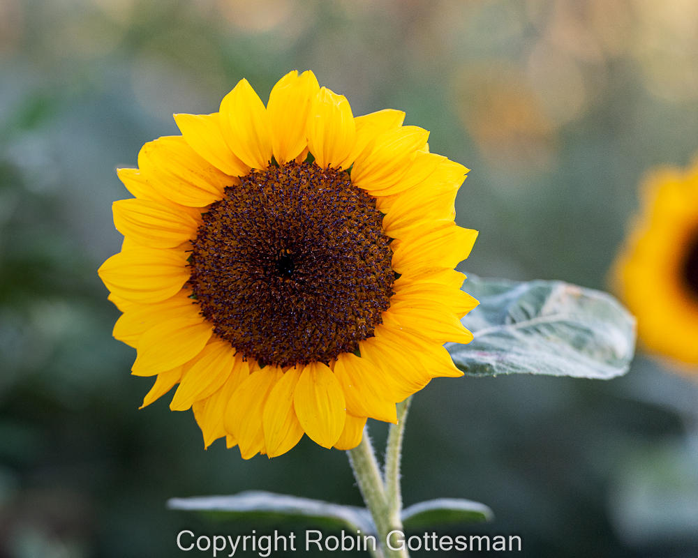Sunflower
