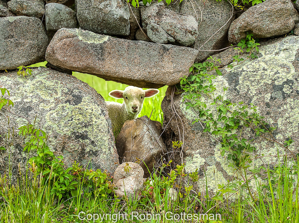 Lamb Through The Wall