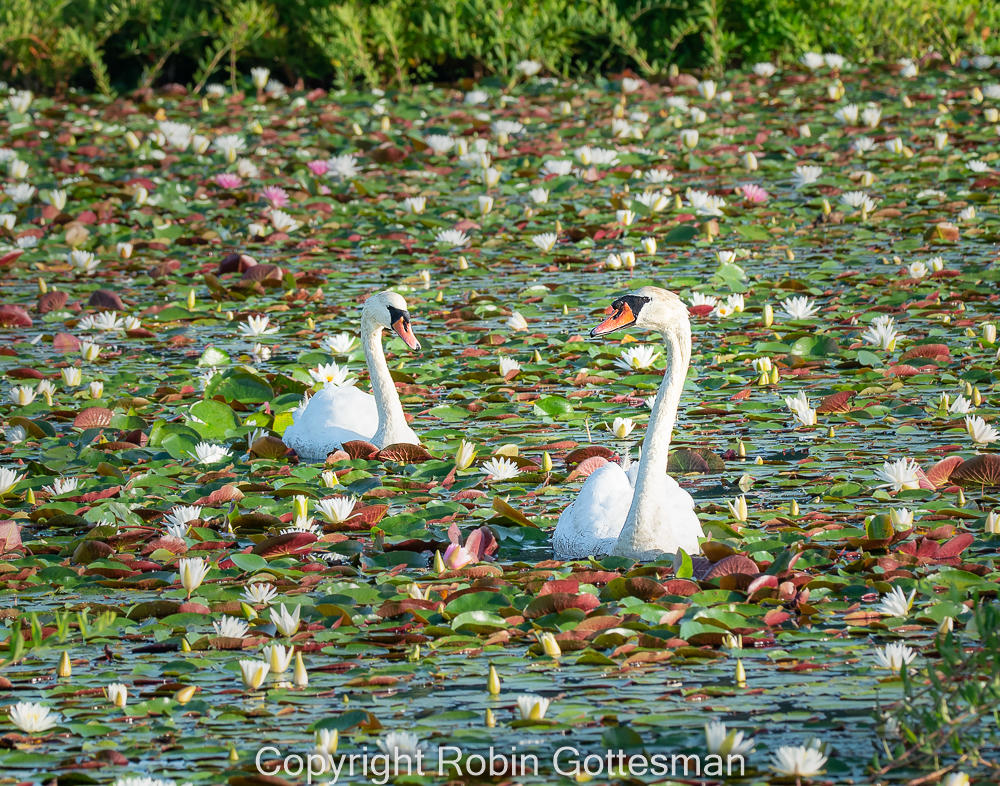 Swans and Lili Pads