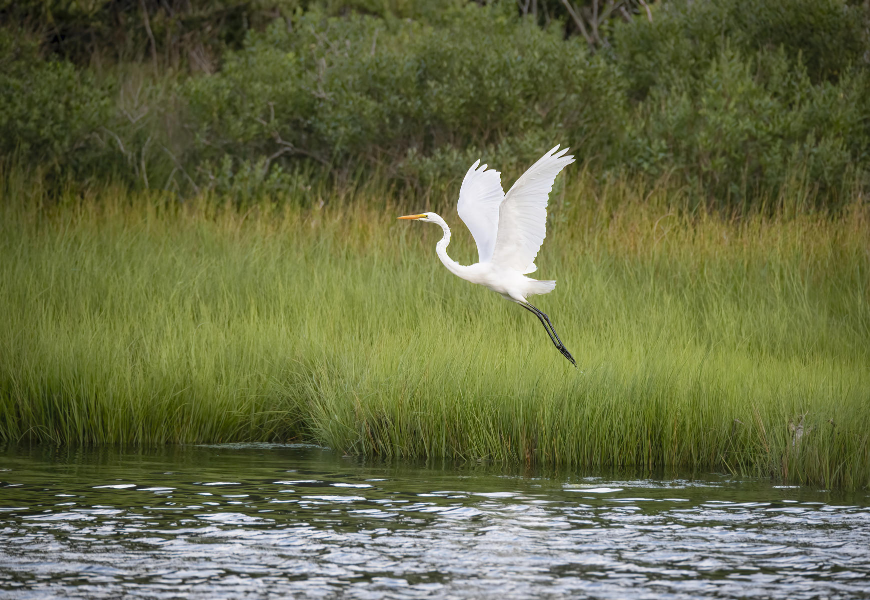 Egret In Flight
